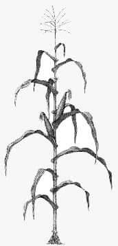 Кукуруза